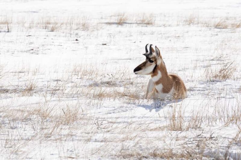 Wild Yellowstone 3 Day | Wildlife Photography Tour - Authentic Feedback & Realistic Expectations