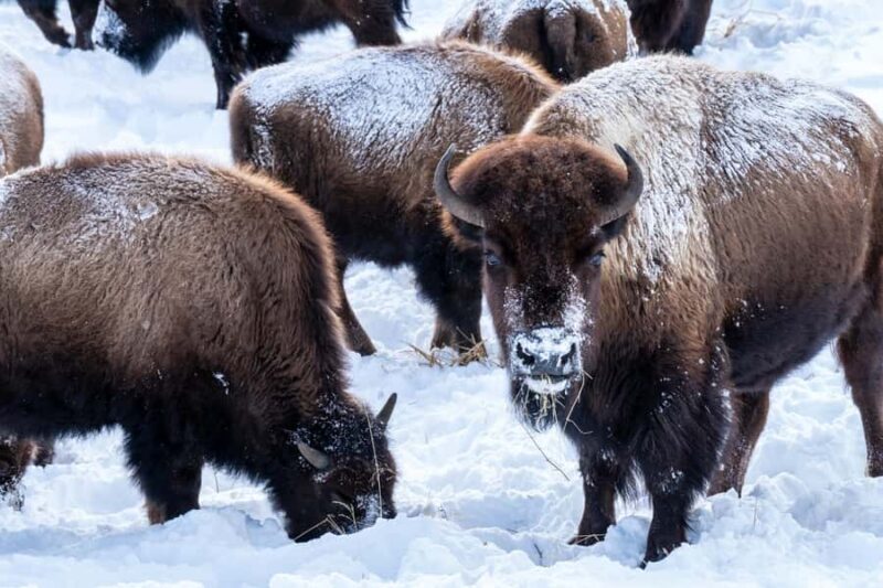 Wild Yellowstone 3 Day | Wildlife Photography Tour - FAQs