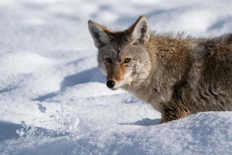 Wild Yellowstone Half-Day | Photography Tour in Yellowstone - A Final Word on the Experience