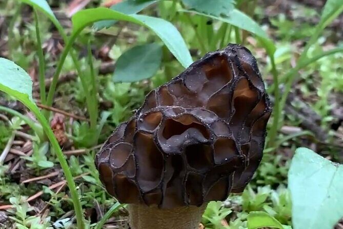 Wildfire Peak Nic - Who Will Love This Tour?