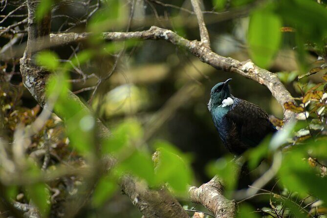 Wildlife and Penguin Tour - Key Points