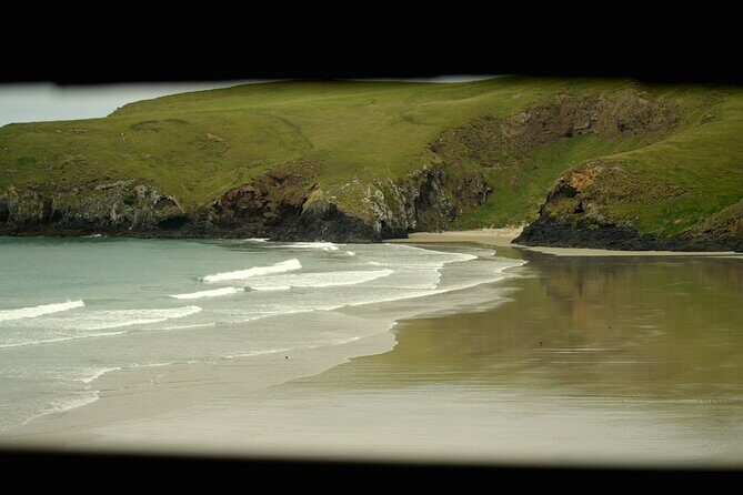 Wildlife and Penguin Tour - What to Expect from the Otago Peninsula Wildlife & Penguin Tour