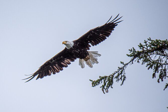 Wildlife and Scenery in Ketchikan - Key Points