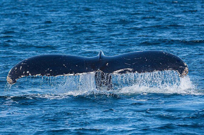 Wildlife and Scenery in Ketchikan - Comfort, Accessibility, and Personal Touches