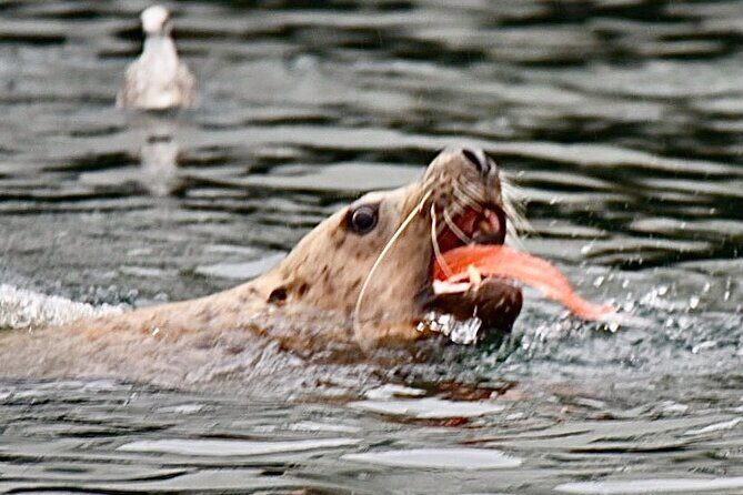 Wildlife and Scenery in Ketchikan - Who Will Love This Tour?