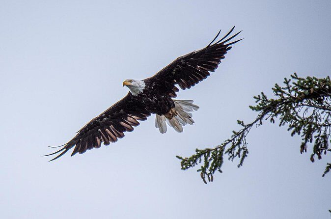 Wildlife and Scenery in Ketchikan - The Sum Up