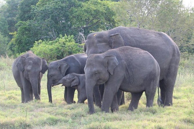 Wildlife and World Heritage Tour from Hikkaduwa (2 Days) - Key Points