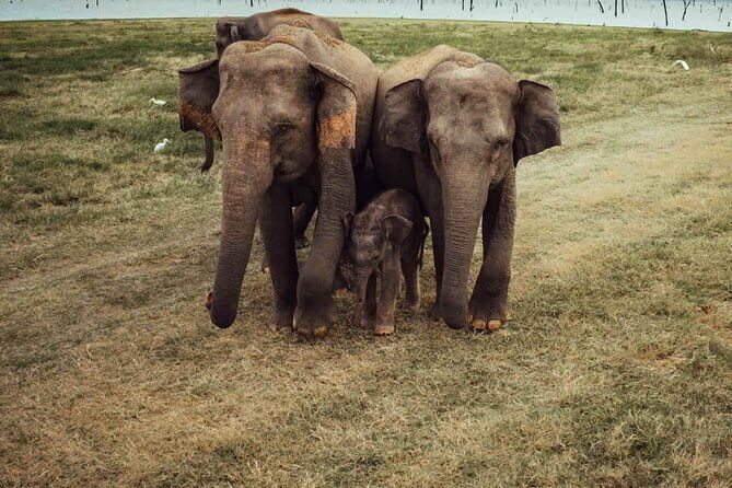 Wildlife and World Heritage Tour from Hikkaduwa (2 Days) - Who Will Love This Tour?