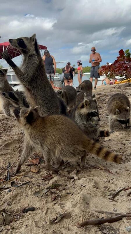 Wildlife Boat Tour & Racoon Island - Wildlife Boat Tour & Raccoon Island — A Detailed Look for Curious Travelers