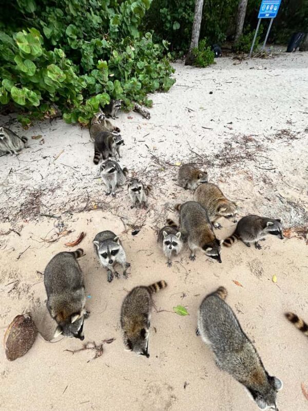 Wildlife Boat Tour & Racoon Island - Key Points