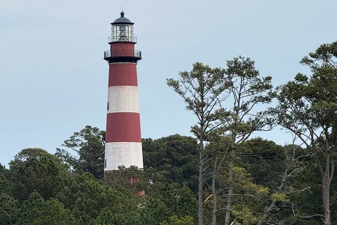 Wildlife Boat Tour with Wild Ponies and Dolphins in Chincoteague - Key Points