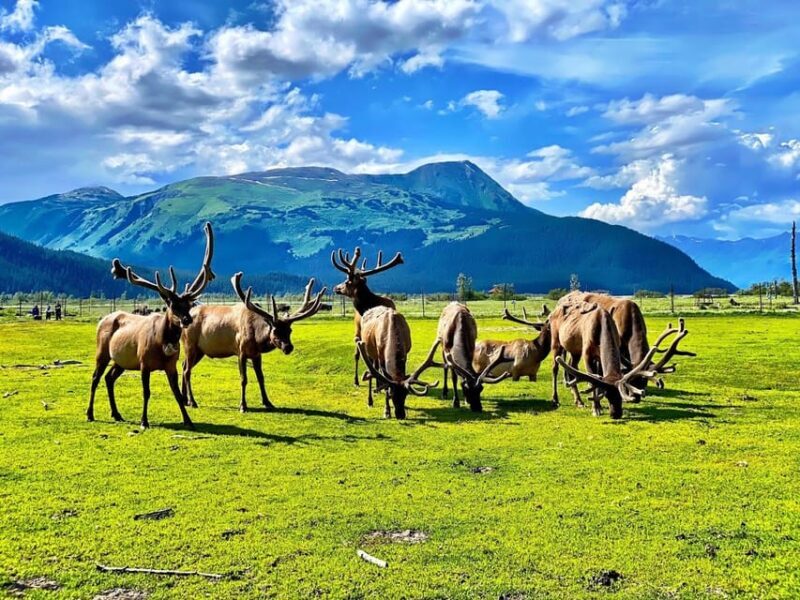 Wildlife Center with Lunch & Local Beer Sampling - Practical Tips for the Tour