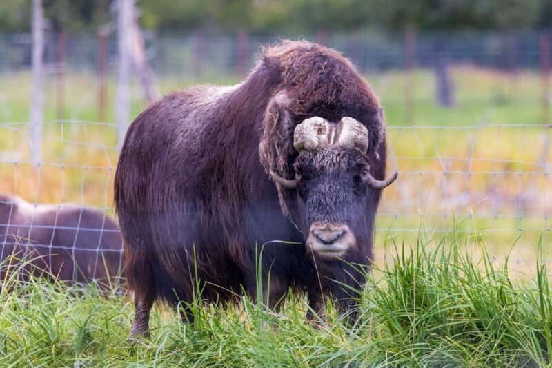 Wildlife Center with Lunch & Local Beer Sampling - Who Should Consider This Tour?