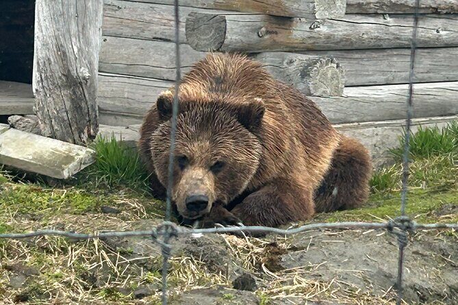 Wildlife Conservation Center & Portage Valley Glaciers - What to Expect at Each Stop