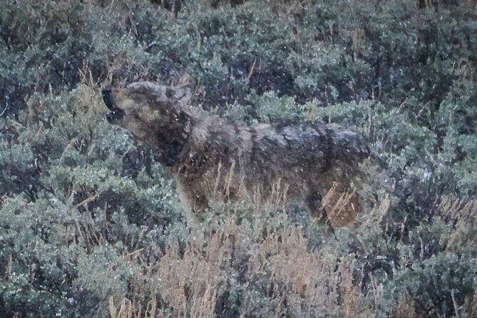 Wildlife Hiking Adventure in Yellowstone with Lunch - Value and Cost Analysis