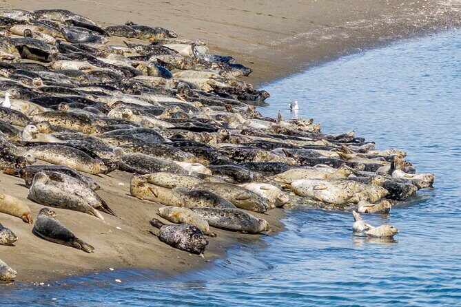 Wildlife Kayak Tour at Fort Flagler State Park - An In-Depth Look at the Wildlife Kayak Tour