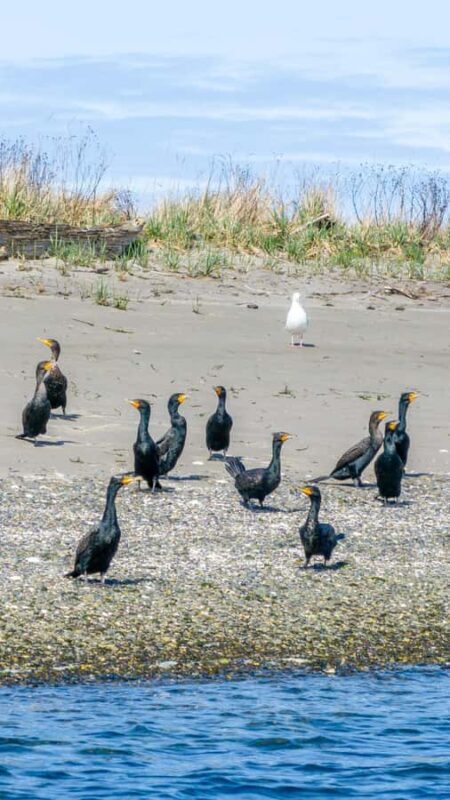 Wildlife Kayak Tour: Fort Flagler, WA - The Sum Up
