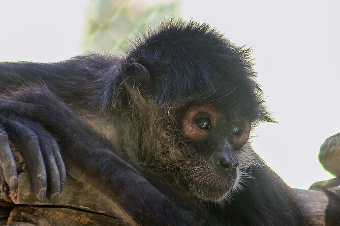 Wildlife Learning Adventure and Snorkeling in Akumal - The Itinerary Breakdown