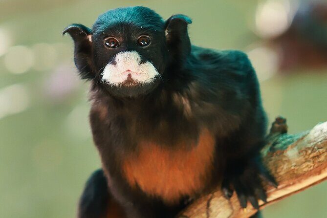 Wildlife Learning Adventure and Snorkeling in Akumal - How the Experience Feels