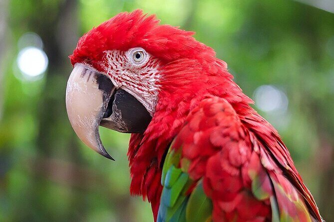 Wildlife Learning Adventure and Snorkeling in Akumal - Frequently Asked Questions