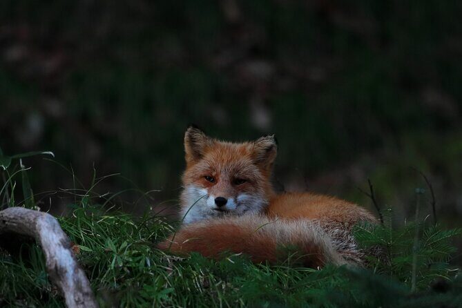 Wildlife Night Drive in Shiretoko national park - Exploring the Wildlife Night Drive in Shiretoko National Park: An In-Depth Review