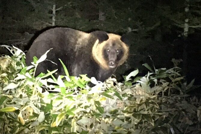 Wildlife Night Drive in Shiretoko national park - Key Points