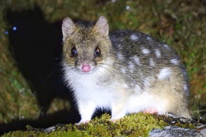 Wildlife Night Spotting at Cradle Mountain - Key Points