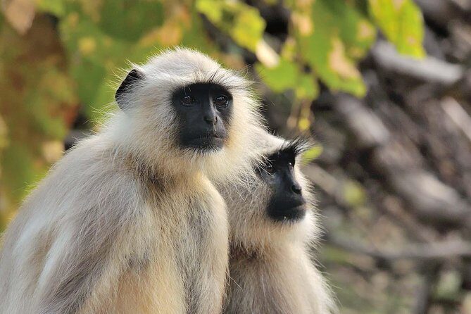 Wildlife of Central India - The Itinerary in Detail