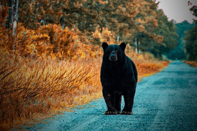 Wildlife Photo Safari - An In-Depth Look at the Wildlife Photo Safari
