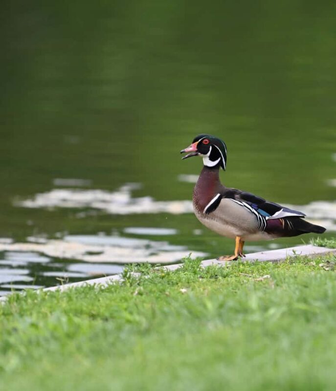 Wildlife Photography Tour in Washington DC! - Exploring Washington DC’s Hidden Natural Gems