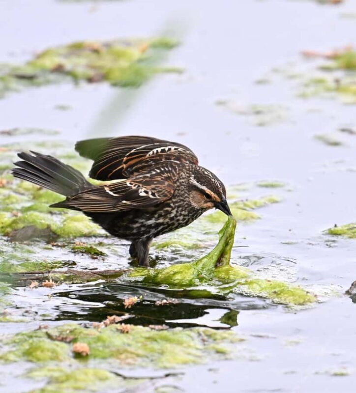 Wildlife Photography Tour in Washington DC! - Practical Details: What You Need to Know