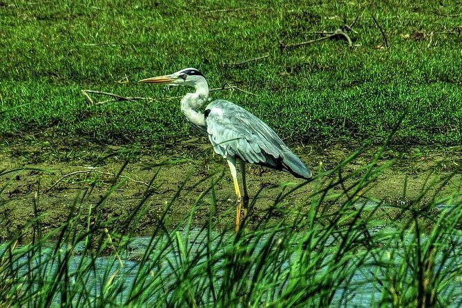 Wildlife Safari at Bundala National Park - Key Points