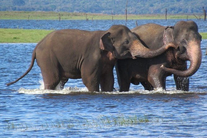 Wildlife Safari at Kaudulla National Park - Key Points