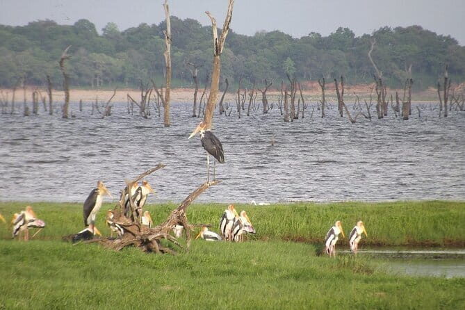 Wildlife Safari at Kaudulla National Park - An In-Depth Look at the Safari Experience