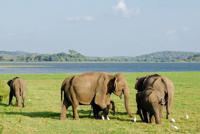 Wildlife safari at Minneriya National Park - Wildlife safari at Minneriya National Park: An in-depth look