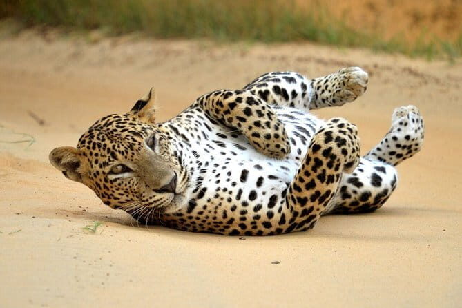 Wildlife safari at Yala National Park - Key Points