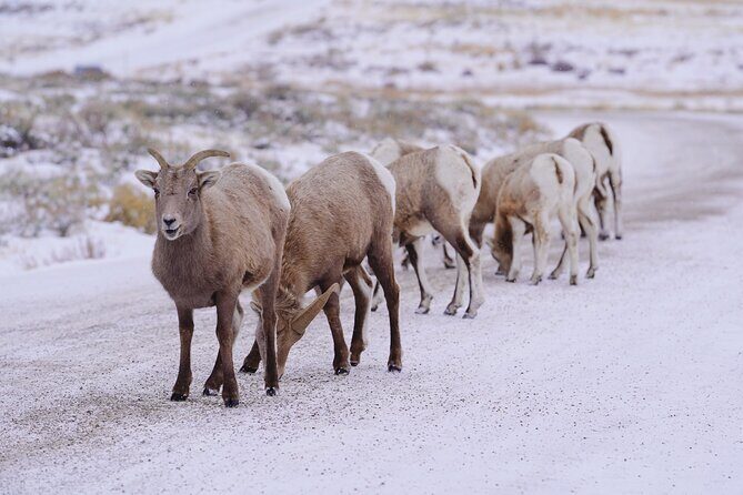 Wildlife Safari, Elk Refuge Sleigh Ride, Winter Camp Igloo Dinner - Dining in the Winter Igloo Camp