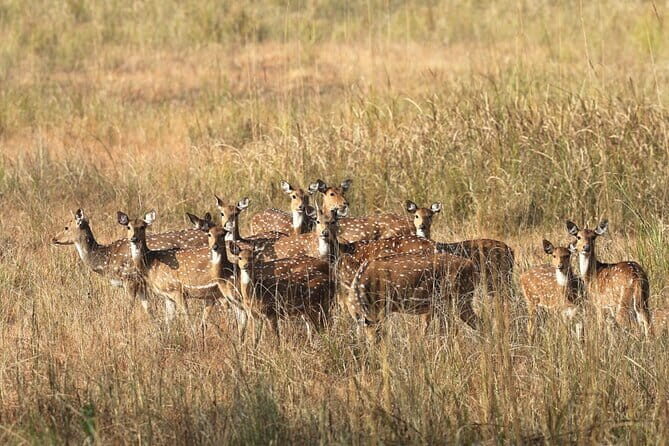 Wildlife Safari in Bandhavgarh, Kanha & Pench National Parks - An In-Depth Look at the 7-Day Wildlife Safari