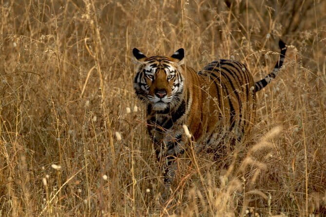 Wildlife Safari in Bandhavgarh, Kanha & Pench National Parks - Why This Tour Works for Different Travelers