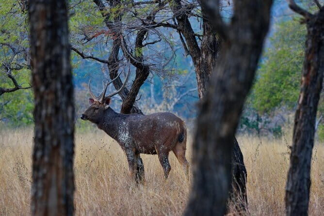 Wildlife Safari in Bandhavgarh, Kanha & Pench National Parks - FAQs