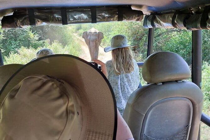 Wildlife Safari Yala National park - The Sum Up: Is It Worth It?