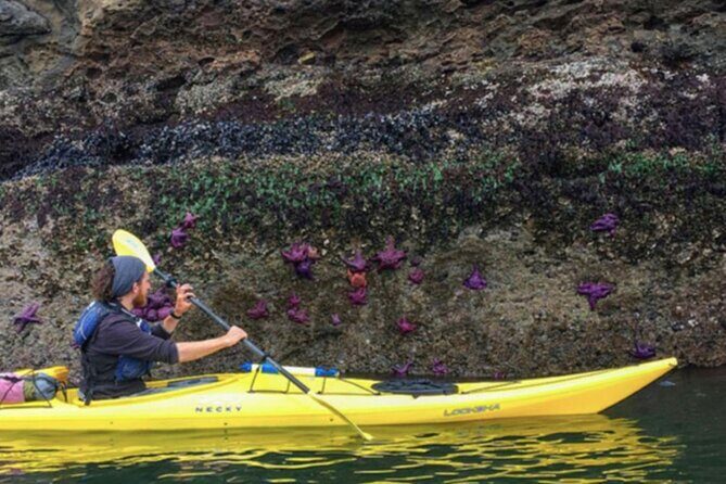 Wildlife Spotting Kayak Adventure on Orcas Island - Who Should Consider This Tour?