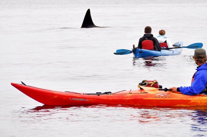 Wildlife Spotting Kayak Adventure on Orcas Island - Frequently Asked Questions
