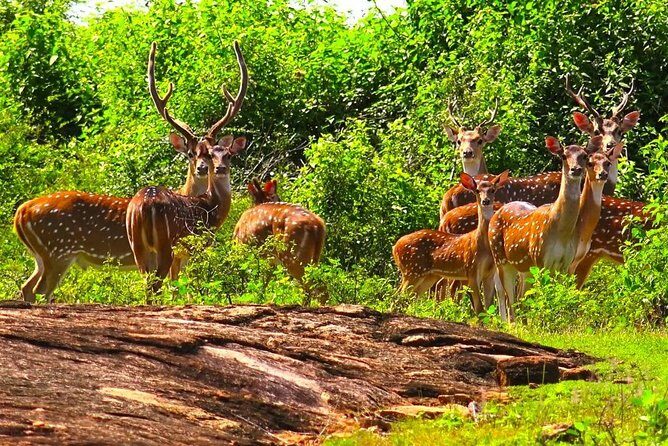 Wildlife Sri Lanka Tour 10 Days - The Sum Up