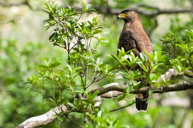 Wildlife Tour Covering Birds and Mammals (14 Days) - A Practical Look at the 14-Day Sri Lanka Wildlife Experience