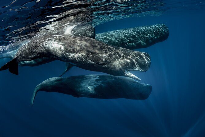 Wildlife Tour Covering Birds and Mammals (18 Days) - Key Points