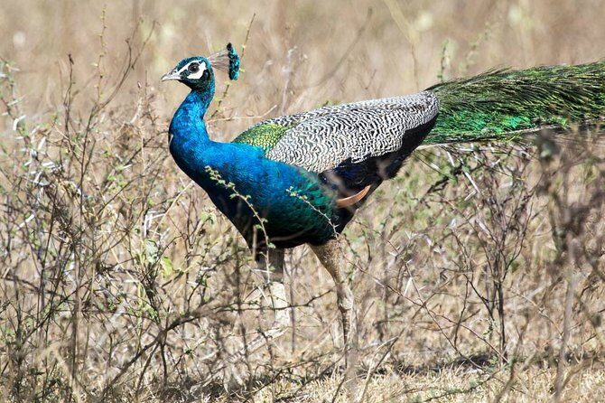 Wildlife Tour Covering Birds and Mammals (18 Days) - Frequently Asked Questions (FAQs)