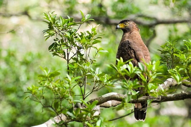 Wildlife Tour Covering Birds, Mammals and Whales (14 Days) - Key Points