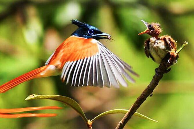 Wildlife Tour Covering Birds, Mammals and Whales (14 Days) - An In-Depth Review of the 14-Day Wildlife Tour in Sri Lanka