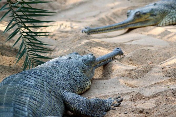 Wildlife trail in Chennai - Who should consider this tour?